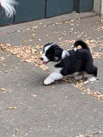 Tri Girl 1, a female Miniature American Shepherd for sale in Red Bluff, CA – 2 of 9