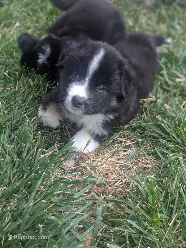 Tri Boy 2  – Miniature American Shepherd puppy for sale in Red Bluff, CA