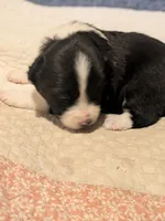 Tri Girl 2, a female Miniature American Shepherd for sale in Red Bluff, CA – 2 of 6