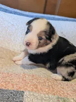 Blue Boy 2, a male Miniature American Shepherd for sale in Red Bluff, CA – 4 of 7