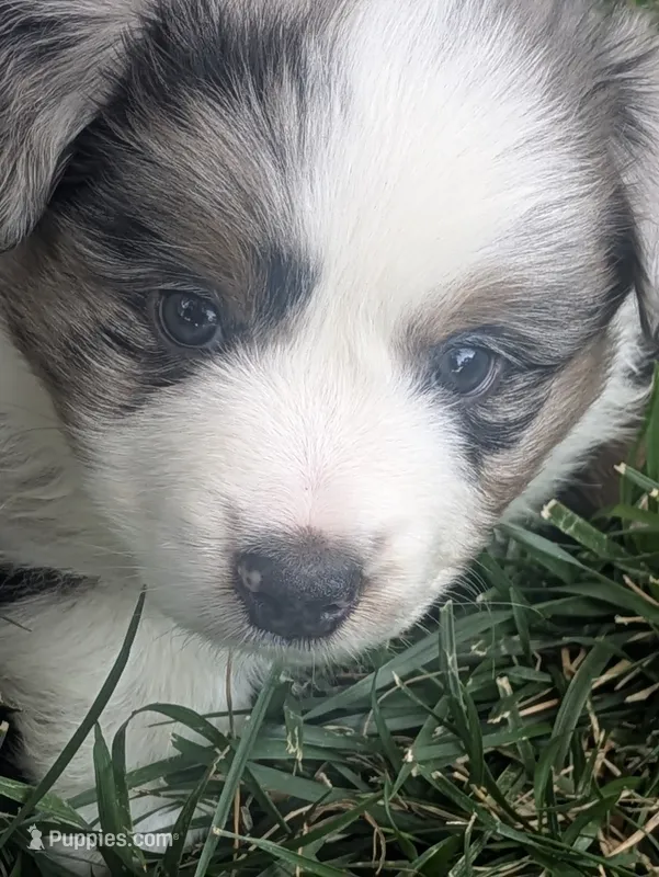 Blue Boy 3 – Miniature American Shepherd puppy for sale in Red Bluff, CA