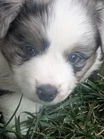 Blue Boy 3, a male Miniature American Shepherd for sale in Red Bluff, CA – 1 of 9