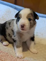 Blue Boy 2, a male Miniature American Shepherd for sale in Red Bluff, CA – 3 of 7