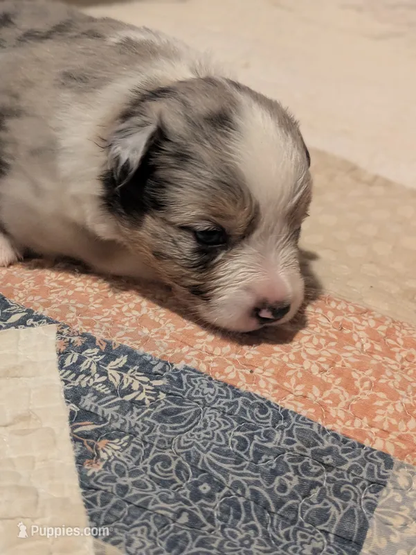 Blue Boy 1 – Miniature American Shepherd puppy on hold in Red Bluff, CA