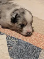 Blue Boy 1, a male Miniature American Shepherd for sale in Red Bluff, CA – 1 of 6