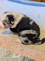 Blue Boy 2, a male Miniature American Shepherd for sale in Red Bluff, CA – 6 of 7