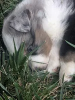Blue Boy 3, a male Miniature American Shepherd for sale in Red Bluff, CA – 3 of 9