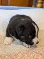Tri Boy 2 , a male Miniature American Shepherd for sale in Red Bluff, CA – 2 of 6