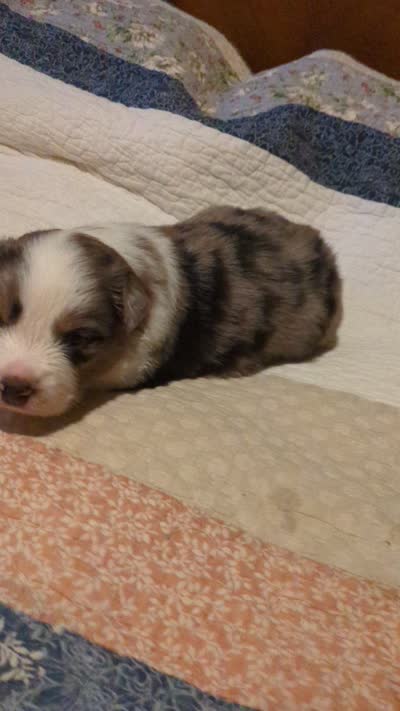 Blue Boy 3, a male Miniature American Shepherd for sale in Red Bluff, CA – 8 of 8