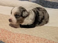 Blue Boy 3, a male Miniature American Shepherd for sale in Red Bluff, CA – 6 of 8