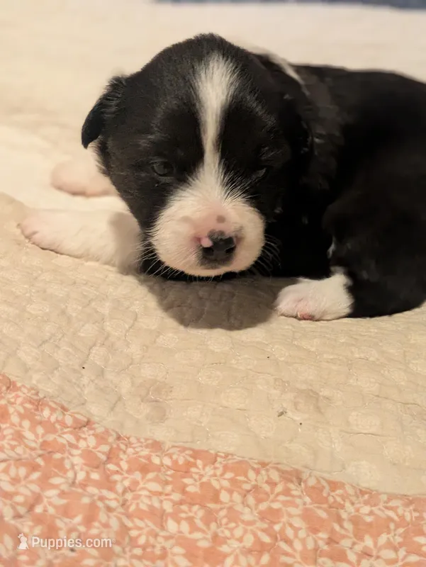 Tri Girl 2 – Miniature American Shepherd puppy for sale in Red Bluff, CA