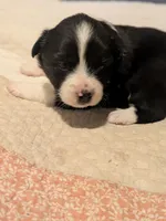 Tri Girl 2, a female Miniature American Shepherd for sale in Red Bluff, CA – 1 of 6