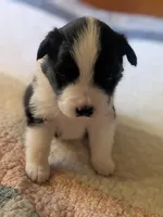 Tri Girl 1, a female Miniature American Shepherd for sale in Red Bluff, CA – 4 of 7