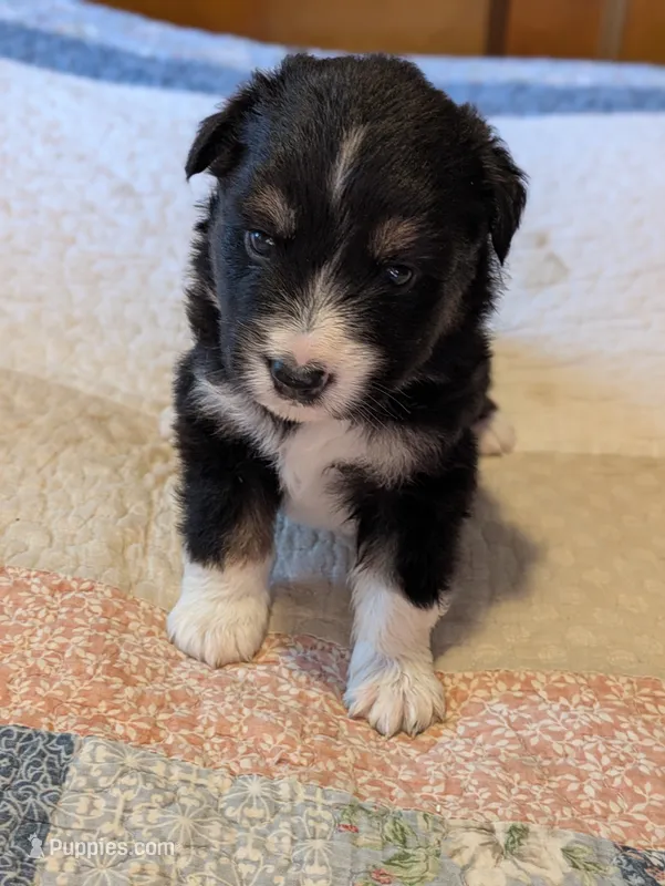 Tri Boy 1  – Miniature American Shepherd puppy for sale in Red Bluff, CA