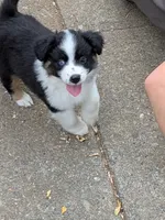 Tri Girl 1, a female Miniature American Shepherd for sale in Red Bluff, CA – 1 of 9