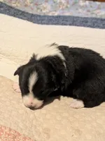 Tri Girl 2, a female Miniature American Shepherd for sale in Red Bluff, CA – 4 of 6