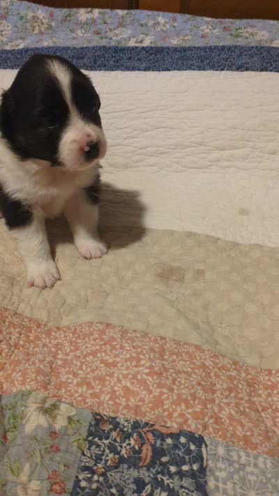 Tri Girl 2, a female Miniature American Shepherd for sale in Red Bluff, CA – 6 of 6