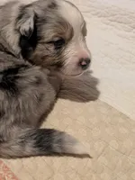 Blue Boy 1, a male Miniature American Shepherd for sale in Red Bluff, CA – 4 of 6