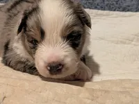 Blue Boy 3, a male Miniature American Shepherd for sale in Red Bluff, CA – 2 of 8