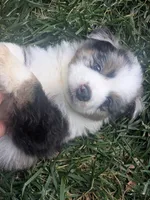 Blue Boy 3, a male Miniature American Shepherd for sale in Red Bluff, CA – 4 of 9
