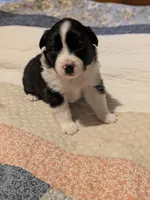 Tri Girl 2, a female Miniature American Shepherd for sale in Red Bluff, CA – 3 of 6