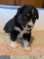 Tri Boy 1 , a male Miniature American Shepherd for sale in Red Bluff, CA – 4 of 7