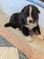 Tri Boy 2 , a male Miniature American Shepherd for sale in Red Bluff, CA – 3 of 6