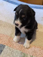 Tri Boy 1 , a male Miniature American Shepherd for sale in Red Bluff, CA – 5 of 7