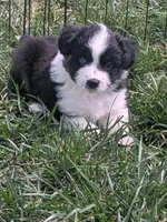 Tri Girl 1, a female Miniature American Shepherd for sale in Red Bluff, CA – 8 of 9