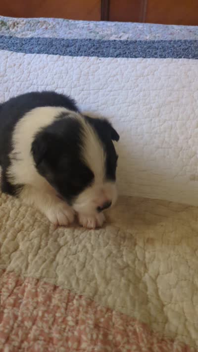 Tri Girl 1, a female Miniature American Shepherd for sale in Red Bluff, CA – 7 of 7