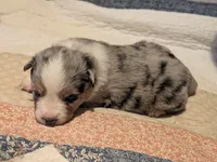 Blue Boy 1, a male Miniature American Shepherd for sale in Red Bluff, CA – 3 of 6