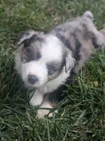 Blue Boy 3, a male Miniature American Shepherd for sale in Red Bluff, CA – 2 of 9