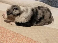 Blue Boy 3, a male Miniature American Shepherd for sale in Red Bluff, CA – 3 of 8