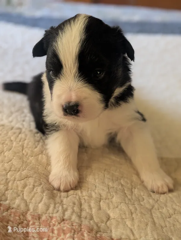 Tri Girl 1 – Miniature American Shepherd puppy for sale in Red Bluff, CA