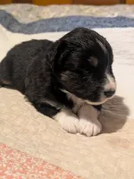 Tri Boy 1 , a male Miniature American Shepherd for sale in Red Bluff, CA – 6 of 7