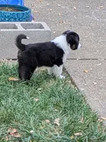 Tri Girl 1, a female Miniature American Shepherd for sale in Red Bluff, CA – 6 of 9