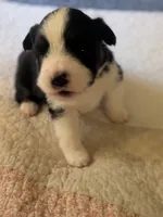 Tri Girl 1, a female Miniature American Shepherd for sale in Red Bluff, CA – 5 of 7