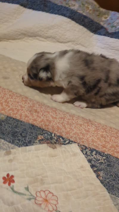 Blue Boy 1, a male Miniature American Shepherd for sale in Red Bluff, CA – 6 of 6