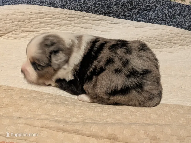 Blue Boy 3 – Miniature American Shepherd puppy for sale in Red Bluff, CA