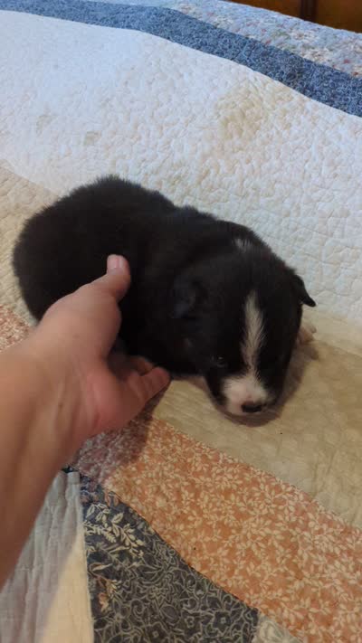 Tri Boy 2 , a male Miniature American Shepherd for sale in Red Bluff, CA – 6 of 6