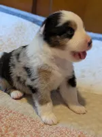Blue Boy 2, a male Miniature American Shepherd for sale in Red Bluff, CA – 5 of 7