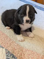 Tri Boy 2 , a male Miniature American Shepherd for sale in Red Bluff, CA – 5 of 6