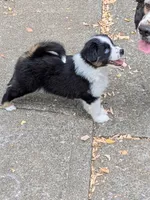 Tri Girl 1, a female Miniature American Shepherd for sale in Red Bluff, CA – 3 of 9