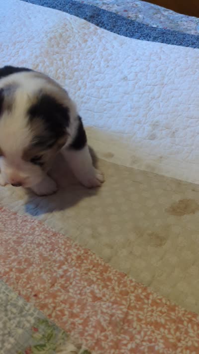 Blue Boy 2, a male Miniature American Shepherd for sale in Red Bluff, CA – 7 of 7