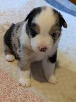 Blue Boy 2, a male Miniature American Shepherd for sale in Red Bluff, CA – 2 of 7