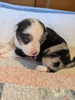 Blue Boy 2, a male Miniature American Shepherd for sale in Red Bluff, CA – 1 of 7