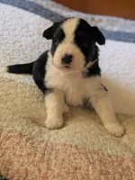 Tri Girl 1, a female Miniature American Shepherd for sale in Red Bluff, CA – 3 of 7