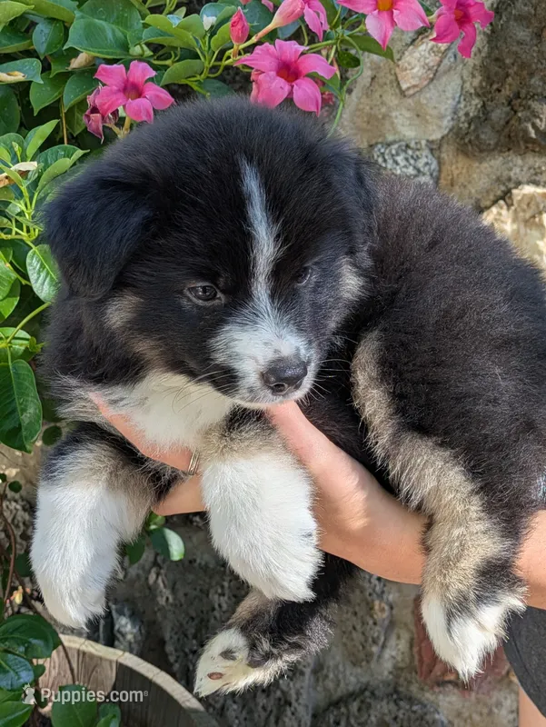 Tri Boy 2  – Miniature American Shepherd puppy for sale in Red Bluff, CA