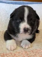 Tri Boy 2 , a male Miniature American Shepherd for sale in Red Bluff, CA – 1 of 6