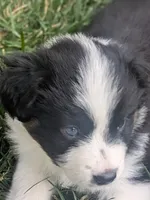 Tri Girl 1, a female Miniature American Shepherd for sale in Red Bluff, CA – 9 of 9
